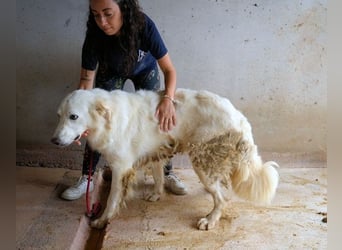 Hadrianus - weiß, es wird einmal ein Wunder gescheh'n
