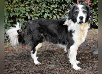 Hindah - Dreieinhalb Sommersprossen