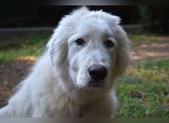 Leofric - Kleiner Löwe hat Großes vor