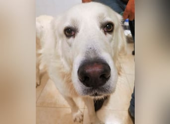 Aristodemo - nicht nur Schall und Rauch