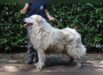 Noak - Alles nur Wunschdenken... ?