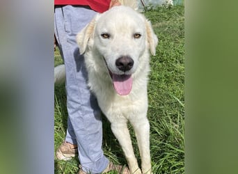 Boss - Wenn ein Name täuscht und ein Herz gewinnt