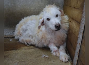 Haigen - SOS - Wenn das Foto zur Anklage wird.