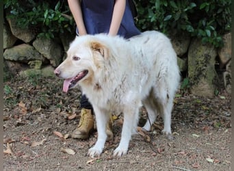 Pinturicchio - Finde den Fehler!