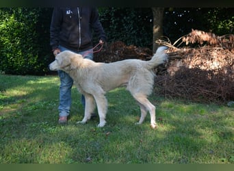 Sisko - es sind so viele