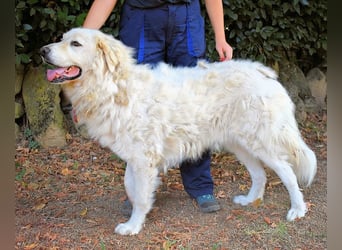 Aristodemo - nicht nur Schall und Rauch