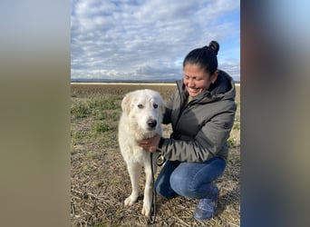 Mulan - Sanfte Präsenz, großes Herz