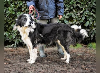 Hindah - Dreieinhalb Sommersprossen