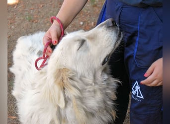 Aristodemo - nicht nur Schall und Rauch