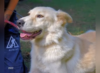 Antiloco - Nur ein Wunsch: endlich nach Hause!