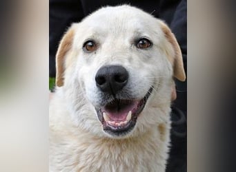 Neeko - Traumhund sucht Traummenschen