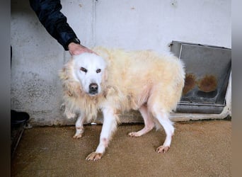 Daigle - "Tauschen Sie den Rest Ihres Zögerns gegen den Rest meines Lebens!"