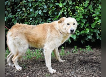 Antiloco - Nur ein Wunsch: endlich nach Hause!