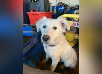 Tennison - Fellknäuel sucht dringend großes Körbchen