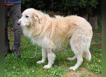 Marble -NOTFALL -  Die Geschichte vom geprügelten Hund