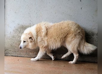 Olivielle- Junge Dame im Bärenmantel