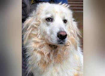 Aristodemo - nicht nur Schall und Rauch