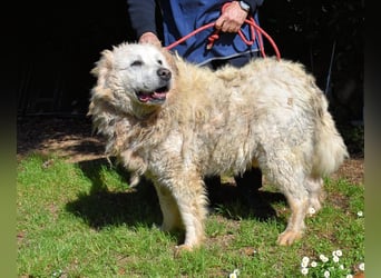 Noak - Alles nur Wunschdenken... ?