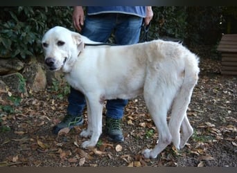 Alisky - XXL Körbchen für sanfte Hundedame gesucht