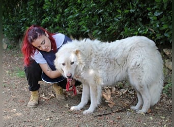 Pinturicchio - Finde den Fehler!