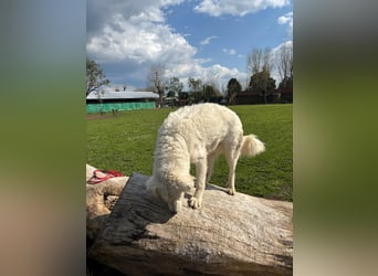 Cornelius - Woher soll er es können?