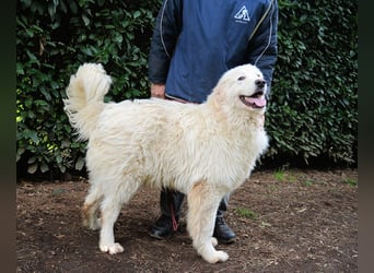 Leofric - Kleiner Löwe hat Großes vor