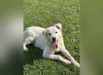 Cornelius - Woher soll er es können?