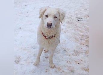 Bullo - Jede Menge tolle Dinge....