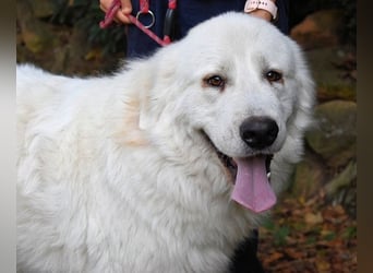 Ottis - Wow! Einfach nur wow!