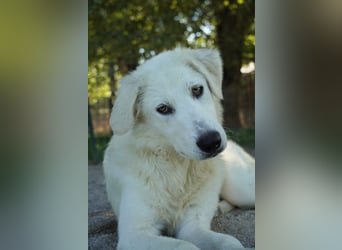 Madea - eine weiße Herzensbrecherin und ihre drei Schwestern