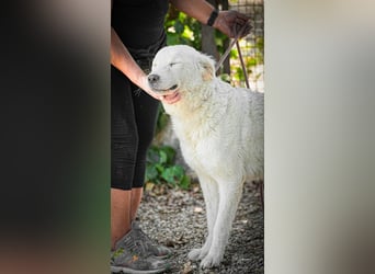 Cornelius - ein junger Rüde mir Herz, Köpfchen und Tatendrang