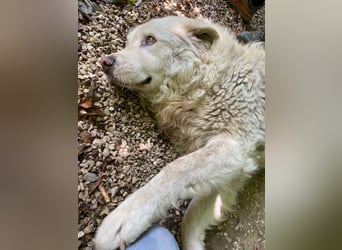 Luke - geboren, um zu schützen...