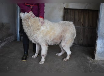 Daigle - "Tauschen Sie den Rest Ihres Zögerns gegen den Rest meines Lebens!"