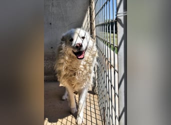 Haigen - Free HAIGEN