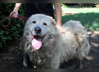 Noak - Alles nur Wunschdenken... ?