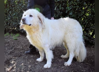 Balvin - Andere schauen bis zum Horizont