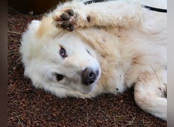 Hadriano - Viel mehr als nur einer unter vielen!