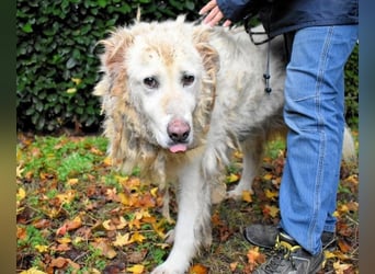 Akamu - Sucht seinen passenden Deckel