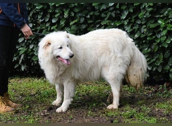 Hadriano - Viel mehr als nur einer unter vielen!