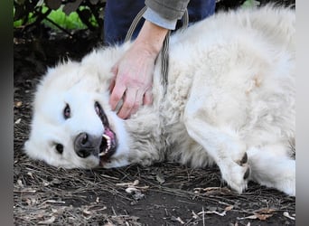 Hadriano - Viel mehr als nur einer unter vielen!