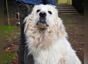 Aristodemo - nicht nur Schall und Rauch