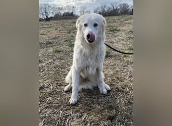 Mulan - Sanfte Präsenz, großes Herz