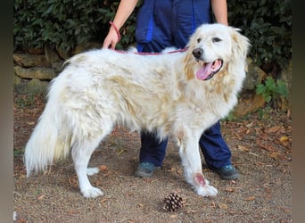 Aristodemo - nicht nur Schall und Rauch