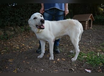 Alisky - XXL Körbchen für sanfte Hundedame gesucht