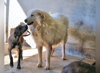 Albertone - Alles, alles Gute!!!