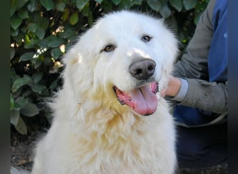 Hadriano - Viel mehr als nur einer unter vielen!