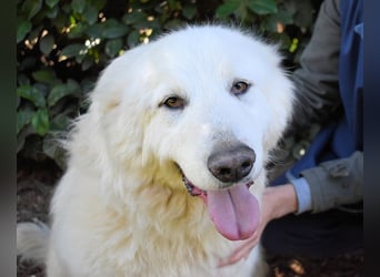 Hadriano - Viel mehr als nur einer unter vielen!