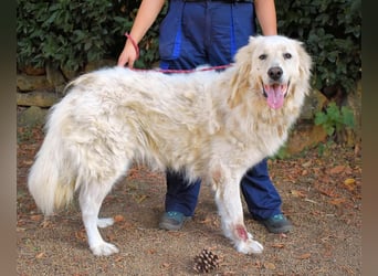 Aristodemo - nicht nur Schall und Rauch