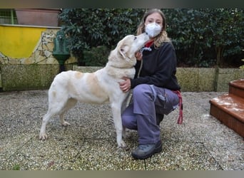 Neeko - Traumhund sucht Traummenschen