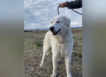 Mona - Ruhe, Würde und ein großes Herz